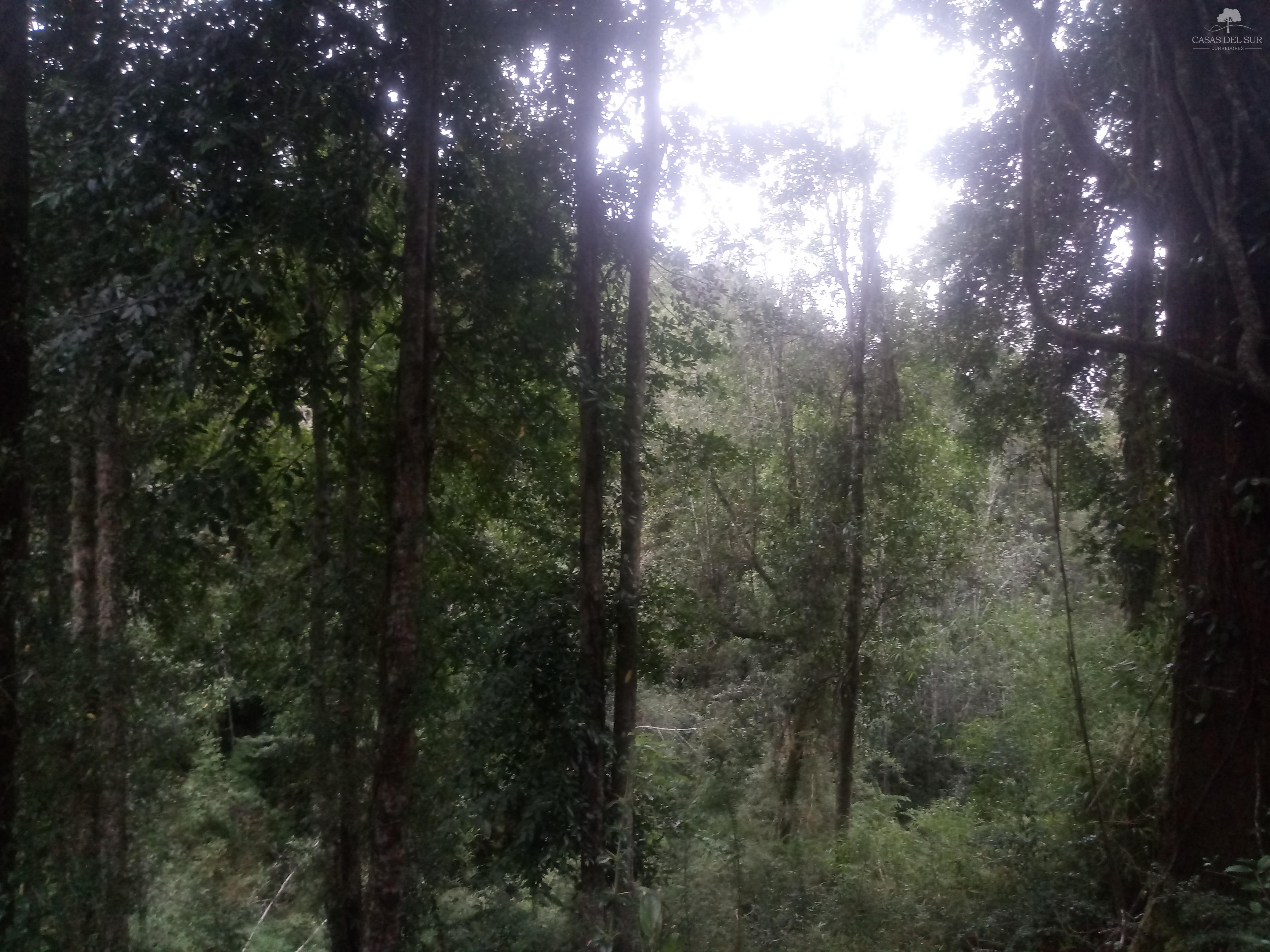 TERRENO DE 160 HECTÁREAS 80  DE BOSQUE NATIVO 